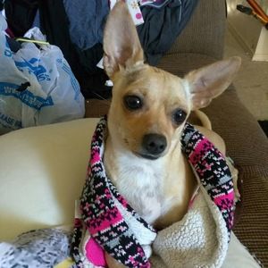 Meet your Posher, Chiffon